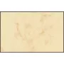 Käyntikortti Sigel DP744 laser/mustesuihku beige 100 kpl