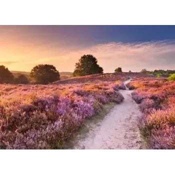 Palapeli Ravensburger Pink Pathway Alankomaat, 1000 palaa, 700×? mm, 2 mm paksu