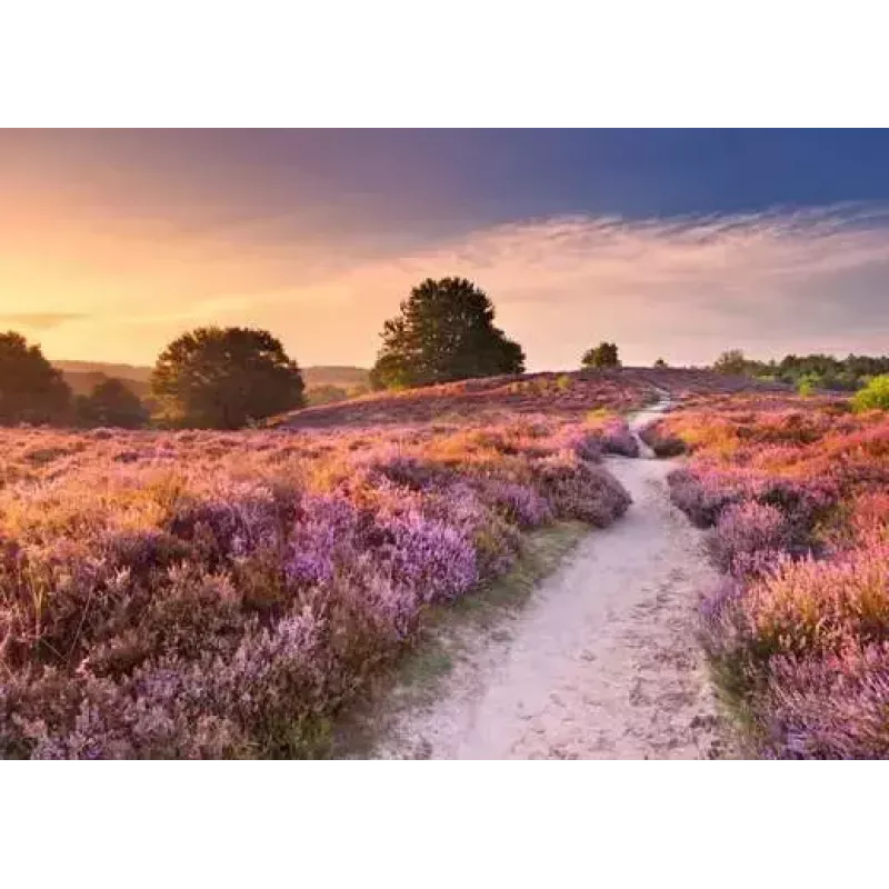 Palapeli Ravensburger Pink Pathway Alankomaat, 1000 palaa, 700×? mm, 2 mm paksu