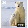 Epson Polar bear -monipakkaus, 4 väriä, 26 EasyMail, vakiottuotto, musta, syaani, magenta, keltainen, pigmenttimuste, väriainemuste, 6,2 ml, 4,5 ml