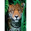 Clementoni High Quality Collection Jaguar im Dschungel palapeli 500 palaa eläimet