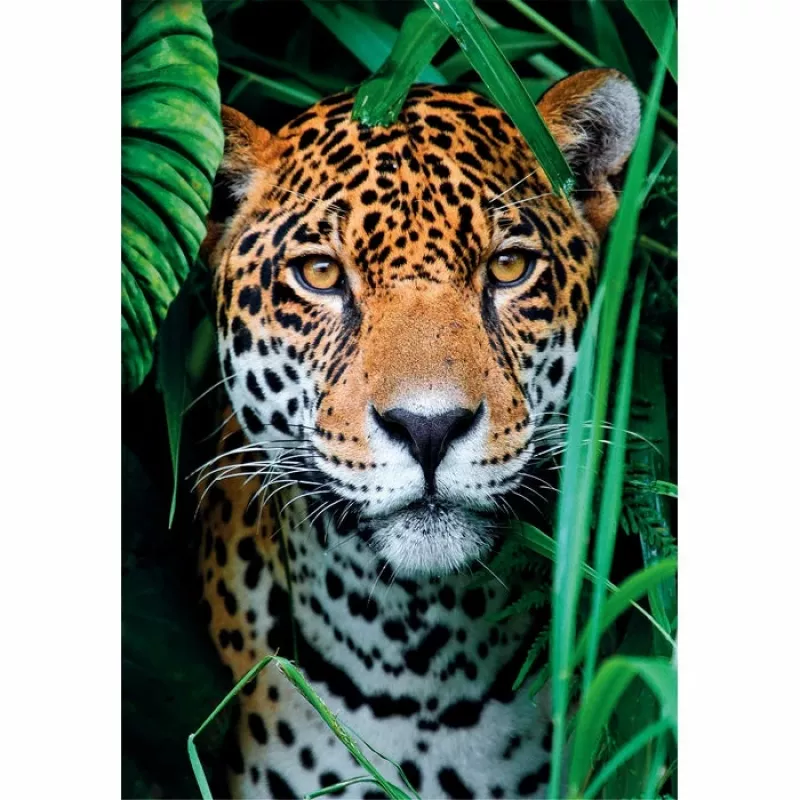 Clementoni High Quality Collection Jaguar im Dschungel palapeli 500 palaa eläimet