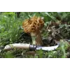 Taskuveitsi Opinel