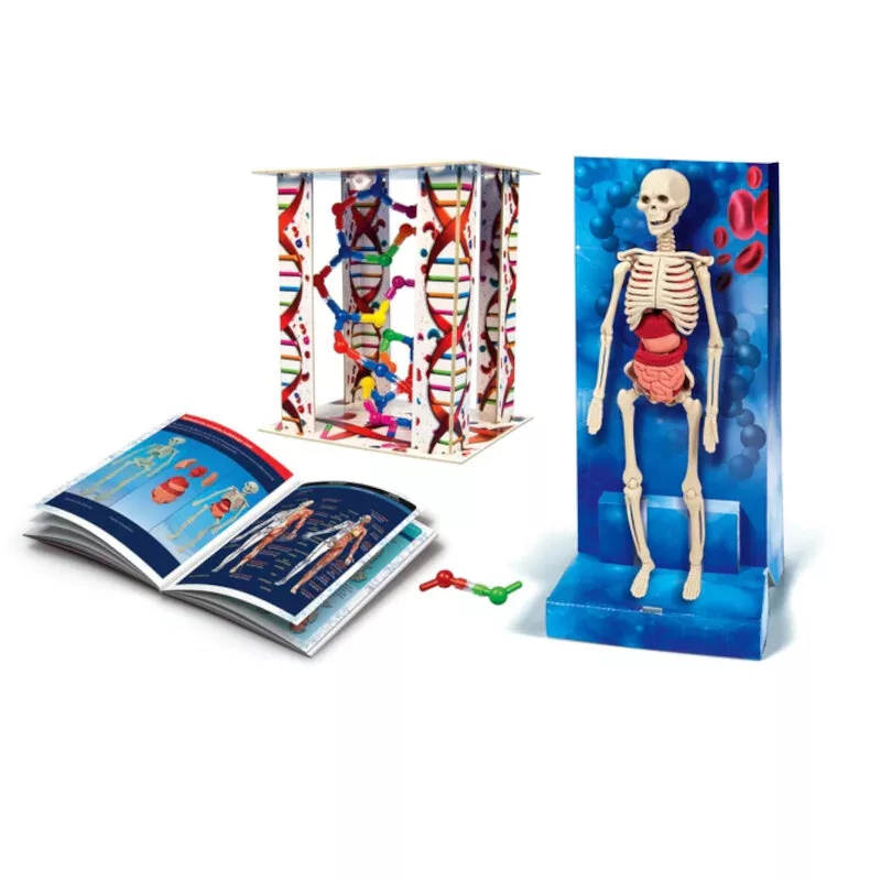 Science Fun Ihmiskeho puolan kieli Clementoni 60249