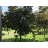 SUNNYLIFE ympyräpolarisaatiosuodatin CPL Insta360 GO 2 / GO 3