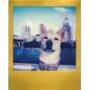 Polaroid Go / Go Gen 2 instantfilm - 16 kuvaa - kultainen kehys