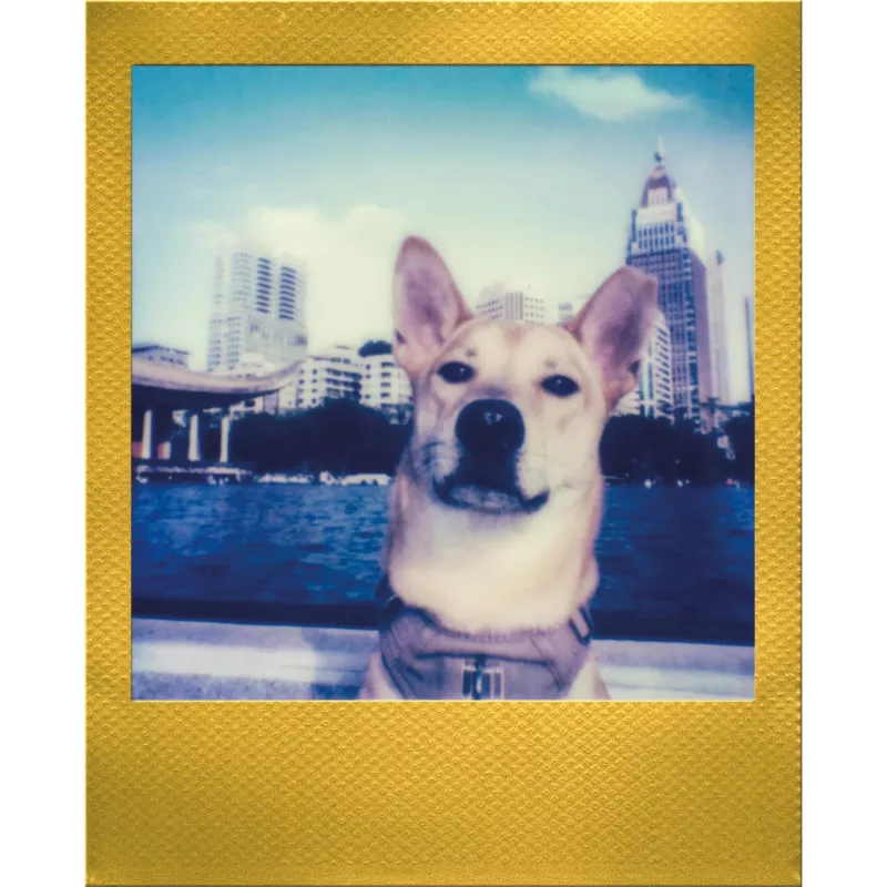 Polaroid Go / Go Gen 2 instantfilm - 16 kuvaa - kultainen kehys