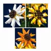 Mould King Sunflower Potted 24111 rakennuspalikkasarja (854 osaa)
