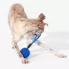 Cheerble Wicked Ball Air Rope -koiranlelu, Royal Blue