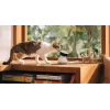 PETLIBRO Scout Smart AI -kamera