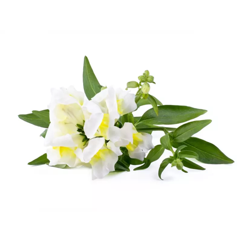 Click & Grow Smart Garden täyttöpakkaus, 3 kasvikapselia (SGR78X3)
