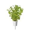 Click & Grow oregano-kasvikapselit, 3 kapselia (SGR31X3)