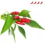 Click & Grow Piri-Piri-chili kasvikapselit Smart Garden -puutarhaan, 3 kpl:n pakkaus (SGR67X3)