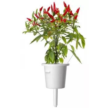 Click & Grow Piri-Piri-chili kasvikapselit Smart Garden -puutarhaan, 3 kpl:n pakkaus (SGR67X3)