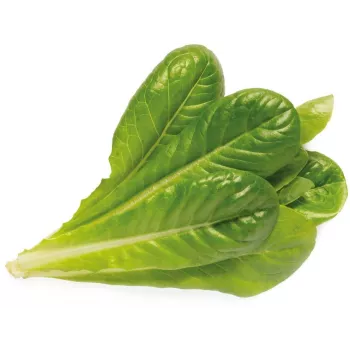 Click & Grow SGR50X3 salaatti kasvikapselit täydennyspakkaus (3 kpl:n pakkaus)