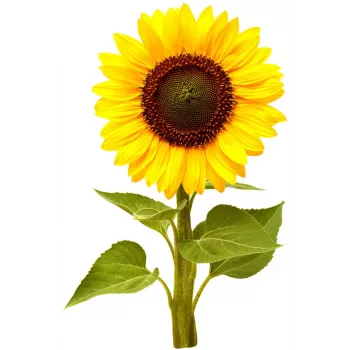 Click & Grow mini-auringonkukka-kasvatuskapselit Smart Gardeniin, 3 kpl:n pakkaus (SGR65X3)