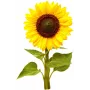 Click & Grow mini-auringonkukka-kasvatuskapselit Smart Gardeniin, 3 kpl:n pakkaus (SGR65X3)