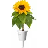 Click & Grow mini-auringonkukka-kasvatuskapselit Smart Gardeniin, 3 kpl:n pakkaus (SGR65X3)