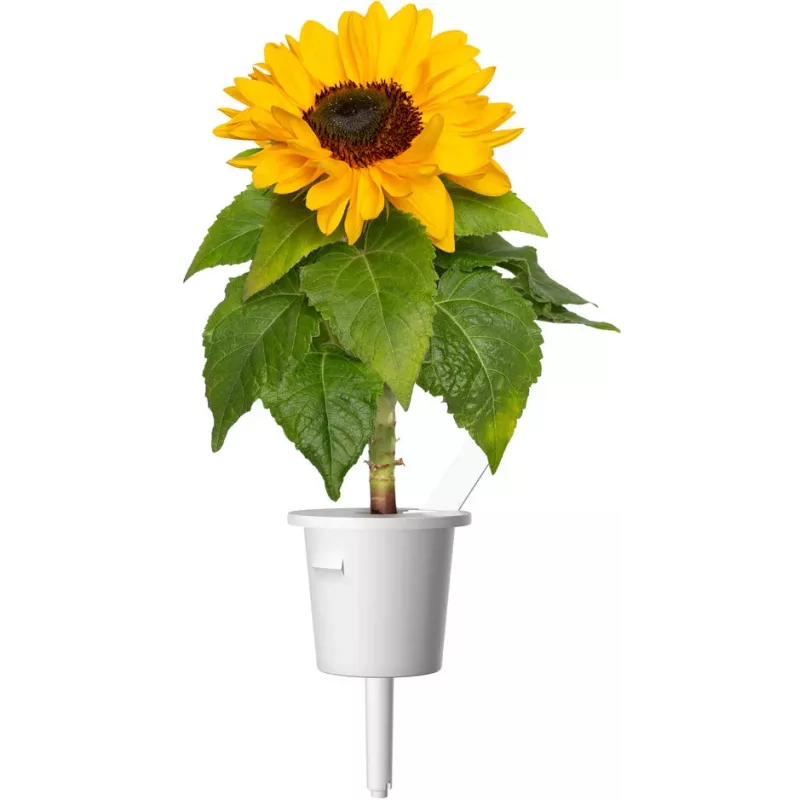Click & Grow mini-auringonkukka-kasvatuskapselit Smart Gardeniin, 3 kpl:n pakkaus (SGR65X3)