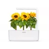 Click & Grow mini-auringonkukka-kasvatuskapselit Smart Gardeniin, 3 kpl:n pakkaus (SGR65X3)