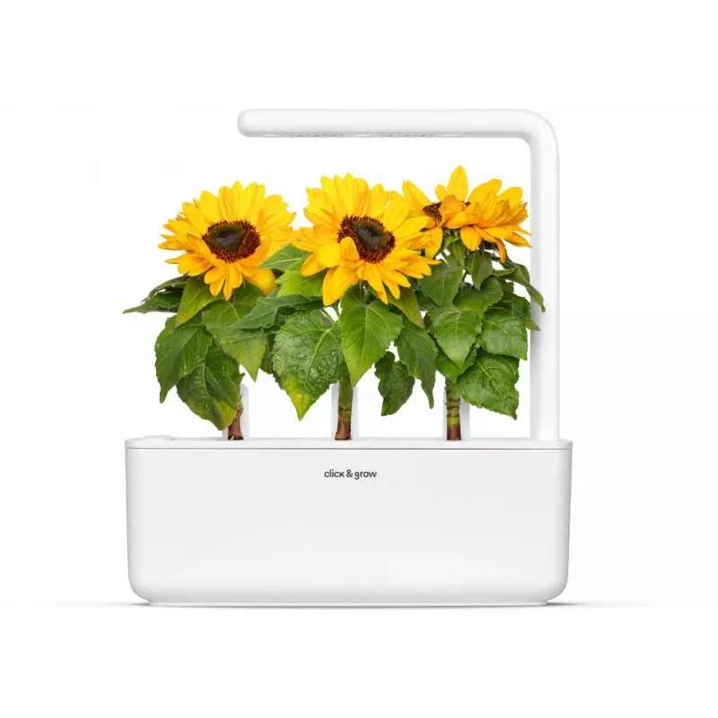 Click & Grow mini-auringonkukka-kasvatuskapselit Smart Gardeniin, 3 kpl:n pakkaus (SGR65X3)