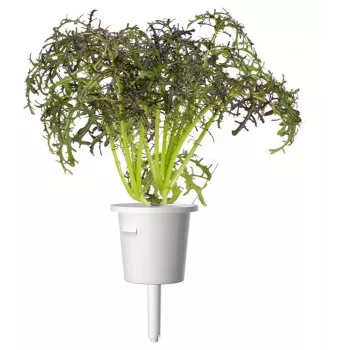 Click & Grow Smart Garden täyttöpakkaus punainen ryppysinappi, 3 kasvikapselia (SGR77X3)