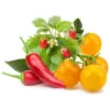 Click & Grow hedelmä- ja vihannesmix kasvukapselit Smart Gardeniin, 9 kpl:n pakkaus (PPMFVX9)