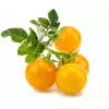 Click and Grow Smart Garden täydennyspaketti 3 kpl minitomaattikasvikapselit