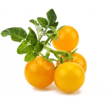 Click and Grow Smart Garden täydennyspaketti 3 kpl minitomaattikasvikapselit