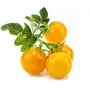 Click and Grow Smart Garden täydennyspaketti 3 kpl minitomaattikasvikapselit