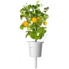 Click and Grow Smart Garden täydennyspaketti 3 kpl minitomaattikasvikapselit