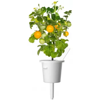 Click and Grow Smart Garden täydennyspaketti 3 kpl minitomaattikasvikapselit