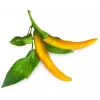 Click & Grow SGR60X3 chili-paprika-kasvukapselit (3 kpl:n pakkaus)