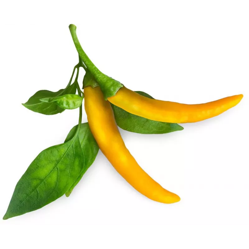 Click & Grow SGR60X3 chili-paprika-kasvukapselit (3 kpl:n pakkaus)