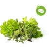 Click & Grow Steak-kräuter-Mix kasvukapselit Smart Garden -puutarhaan, 9 kpl:n pakkaus (PPMSSX9)