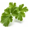 Click & Grow SGR68x3 persilja-kasvikapselit (3 kpl:n pakkaus)