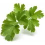 Click & Grow SGR68x3 persilja-kasvikapselit (3 kpl:n pakkaus)