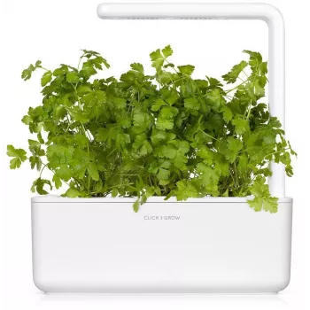 Click & Grow SGR68x3 persilja-kasvikapselit (3 kpl:n pakkaus)