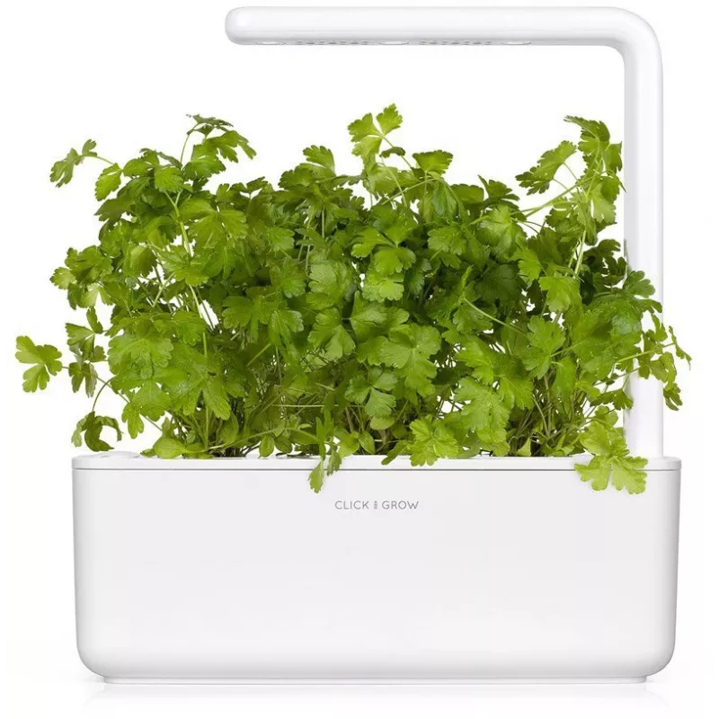 Click & Grow SGR68x3 persilja-kasvikapselit (3 kpl:n pakkaus)