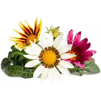 Click & Grow gazania-kasvikapselit Smart Garden -puutarhaan, 3 kpl:n pakkaus (SGR92X3)