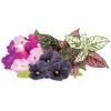 Click & Grow Vibrant Flower Mix -kasvikapselit Smart Garden -puutarhaan, 9 kpl:n pakkaus (PPMVBX9)