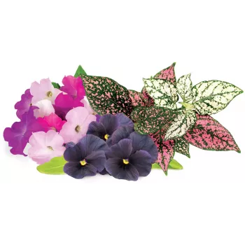 Click & Grow Vibrant Flower Mix -kasvikapselit Smart Garden -puutarhaan, 9 kpl:n pakkaus (PPMVBX9)