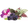 Click & Grow Vibrant Flower Mix -kasvikapselit Smart Garden -puutarhaan, 9 kpl:n pakkaus (PPMVBX9)