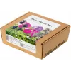 Click & Grow Vibrant Flower Mix -kasvikapselit Smart Garden -puutarhaan, 9 kpl:n pakkaus (PPMVBX9)