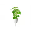 Click & Grow Smart Garden täyttöpakkaus: kissanminttu, 3 kasvikapselia (SGR29X3)