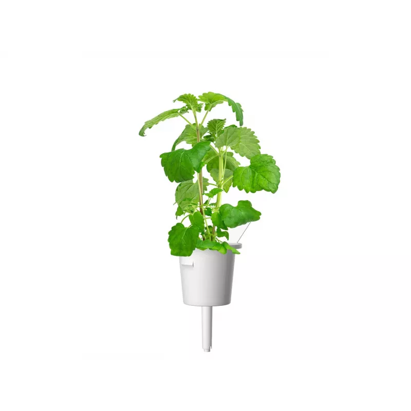 Click & Grow Smart Garden täyttöpakkaus: kissanminttu, 3 kasvikapselia (SGR29X3)