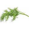 Click & Grow SGR49x3 tilli-kasvikapselit täyttöpakkaus, 3 kpl:n pakkaus