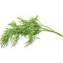 Click & Grow SGR49x3 tilli-kasvikapselit täyttöpakkaus, 3 kpl:n pakkaus