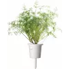 Click & Grow SGR49x3 tilli-kasvikapselit täyttöpakkaus, 3 kpl:n pakkaus