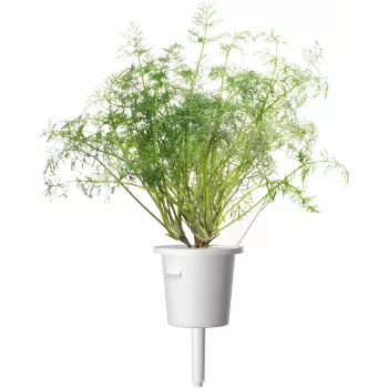 Click & Grow SGR49x3 tilli-kasvikapselit täyttöpakkaus, 3 kpl:n pakkaus